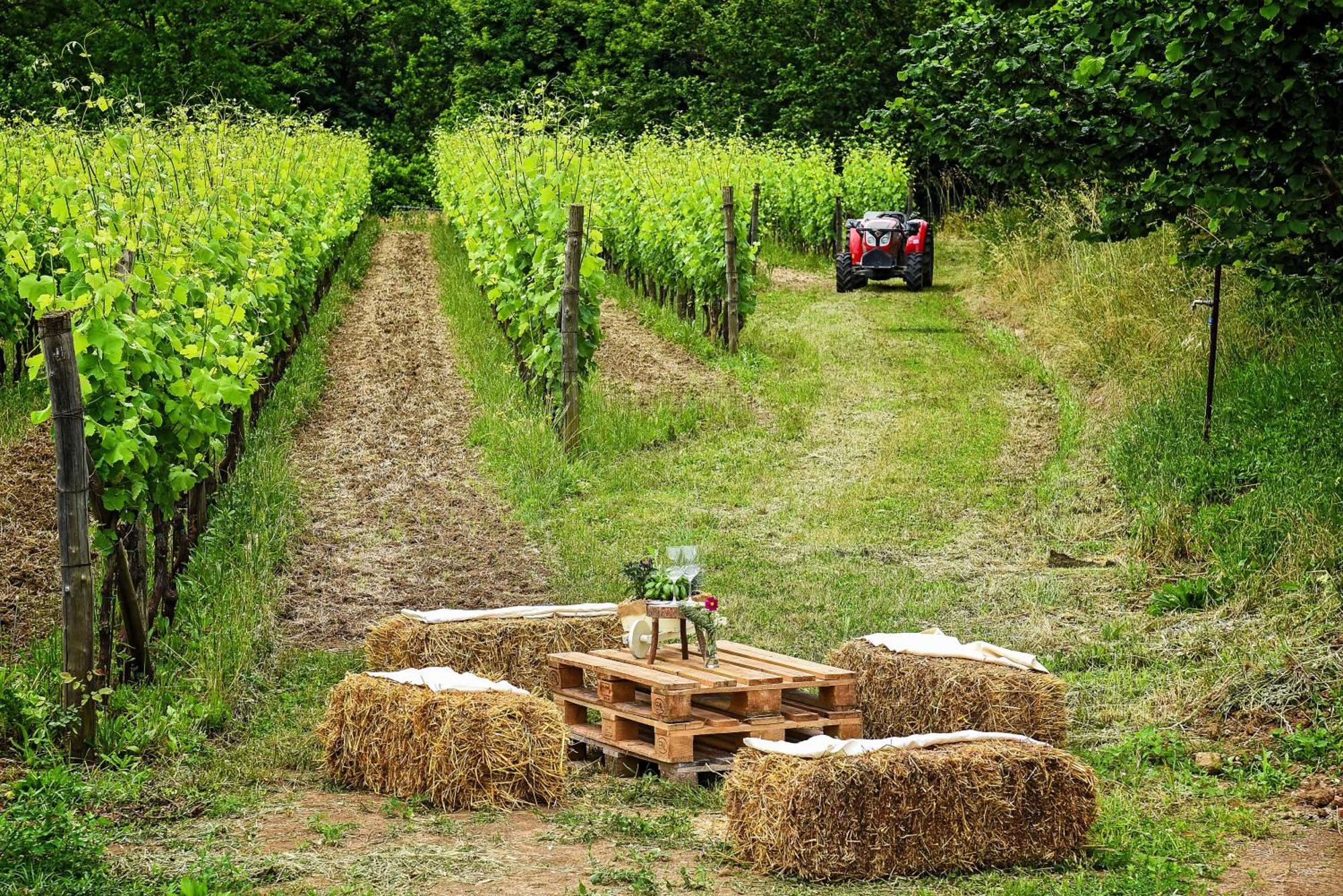 Agriturismo Guerritore Барониси Екстериор снимка